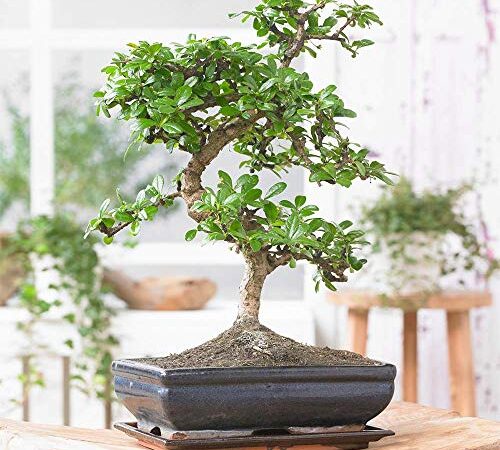 Bonsai di Olmo Cinese - Tradizionale Pianta Per Interni Giapponese