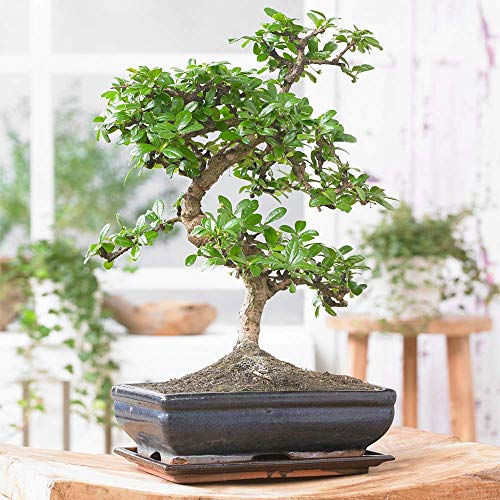 Miglior bonsai nel 2024 [basato su 50 valutazioni di esperti]